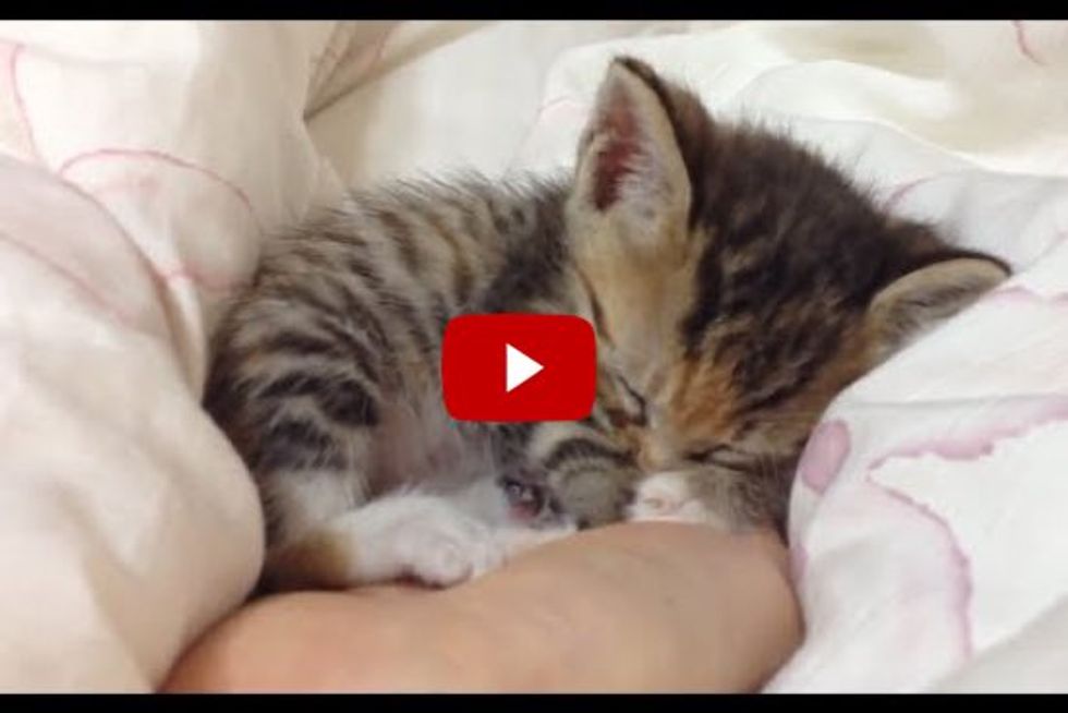 Tiny Kittens Falling Asleep in Hands