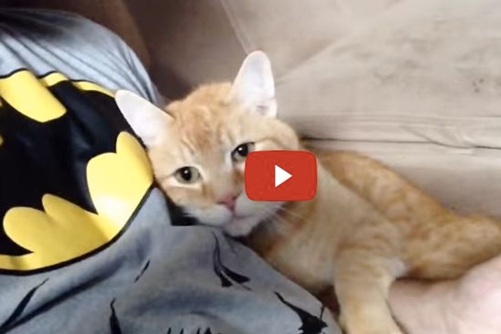 Garfield the Cat Loves Cuddling With His Dad Whenever He's on the Couch