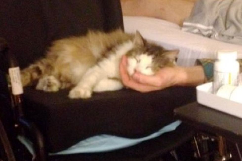 Cat Stays By His Human Dad and Comforts Him with Purrs After He's Home from Hospital