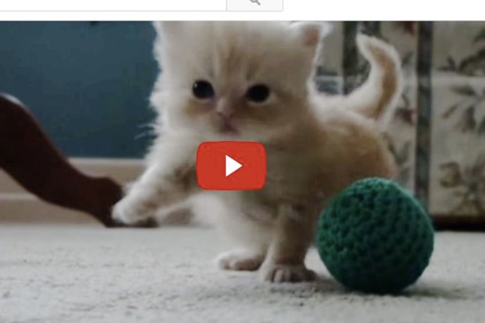 Tiny Kitten Copper Learning How to Walk