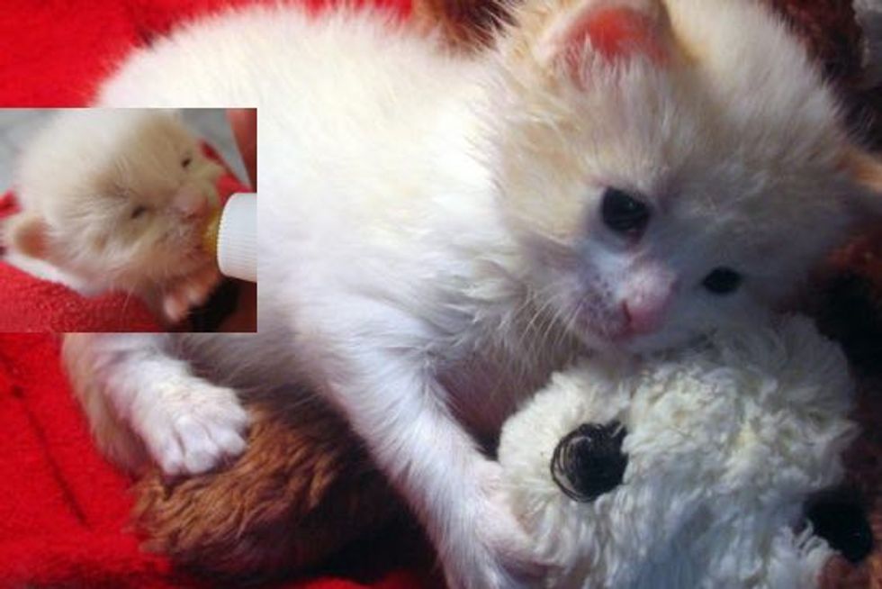 Bumble the Tiny Orphaned Kitten Found at 2 Days Old, Growing Up