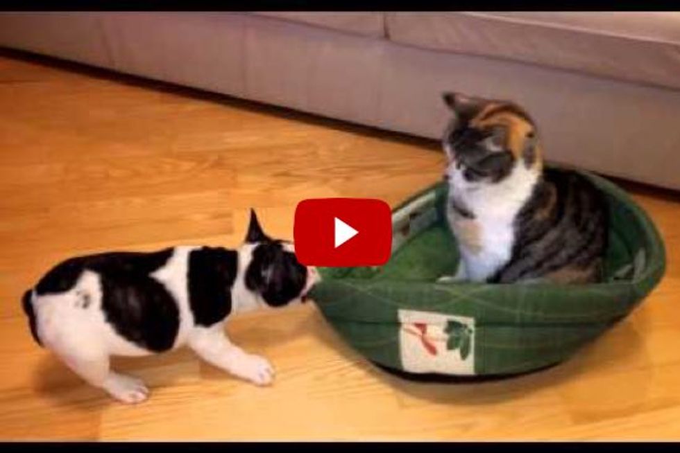 Cat Has Things Under Control When Puppy Attempts to Reclaim His Bed