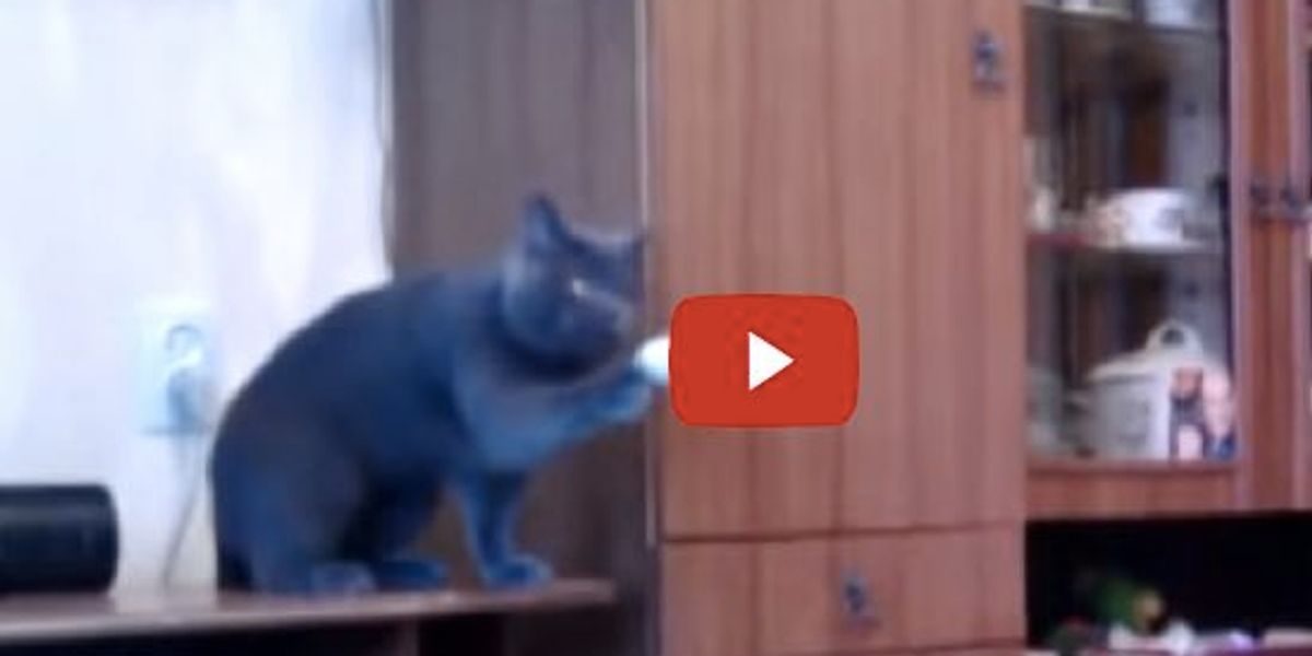 Cat Playing Pingpong Tetherball Love Meow