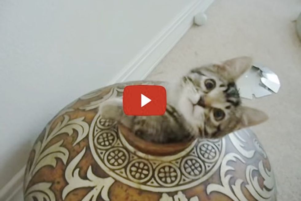 Two Kittens Want to Hide in a Vase, but They Don't Want to Share