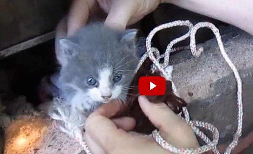 Two Men Rescue Baby Kitten and Reunite Him with Cat Mother