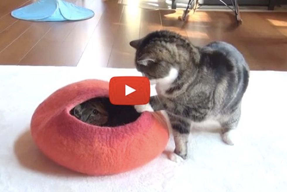 Maru and Hana Fighting over Red Bed