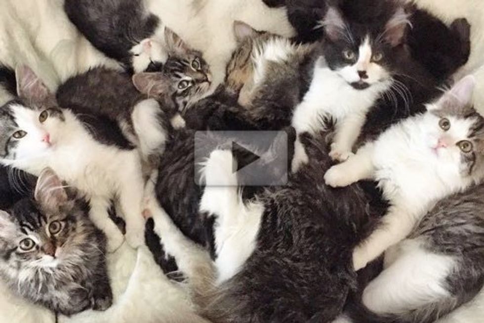 Meet the Bunny Cats - Seven Manx Kittens Find a Foster Home
