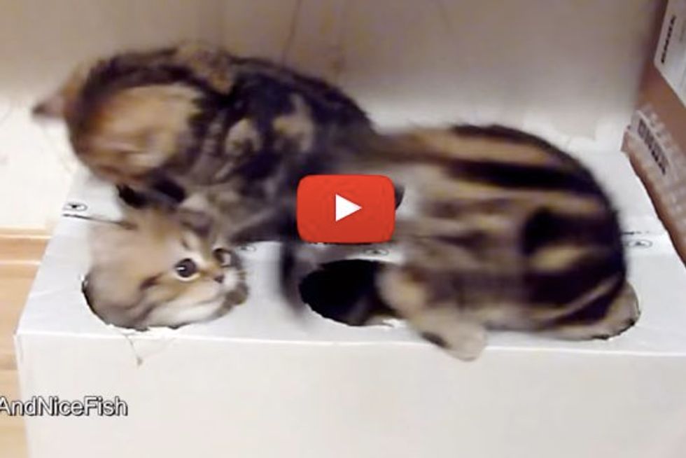 Kittens Can't Get Enough of Homemade Box Toy