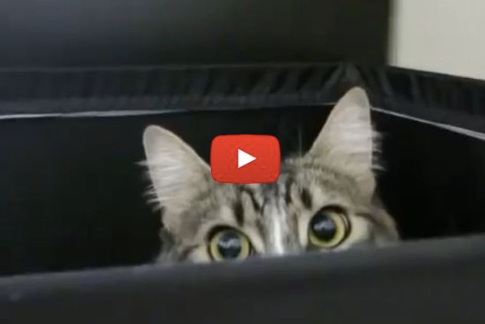 Cats Hiding Spots. Watch Why It's Hard to Find Our Kitties Sometimes