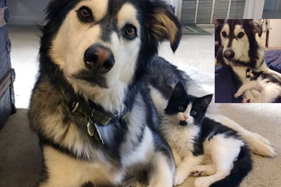 Louie the Tuxedo Cat and His Twin Milan the Husky