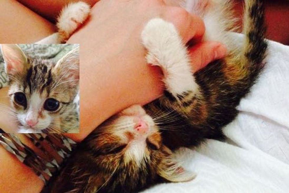 Tiny Roadside Rescue Kitten Nina: Journey to Forever Home