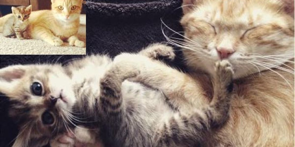 Orphan Kitten Finds a New Mom Who is Also a Rescue Cat - Love Meow