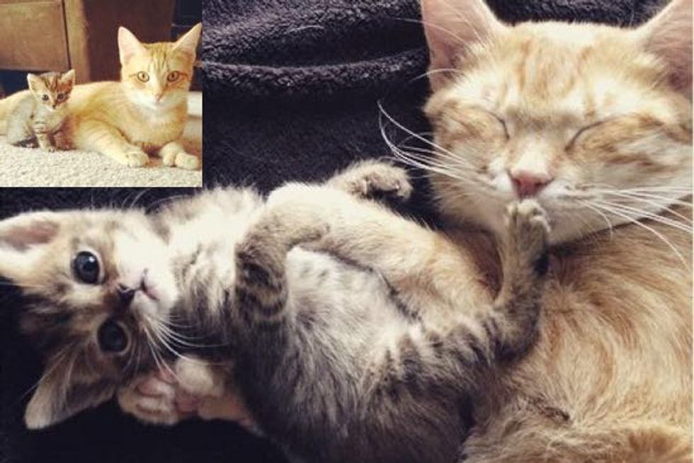 Orphan Kitten Finds a New Mom Who is Also a Rescue Cat Love Meow