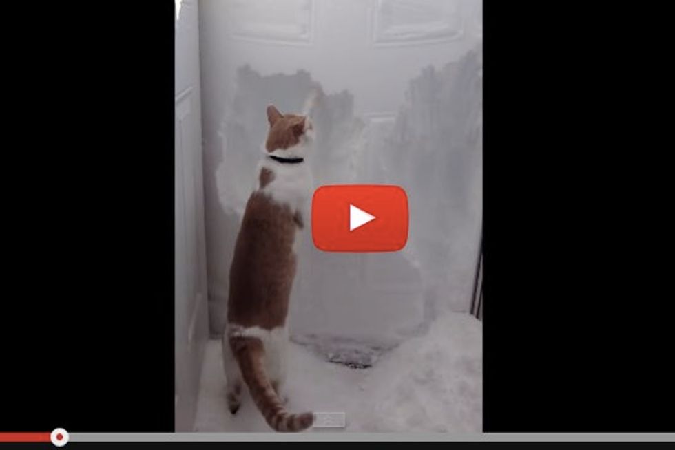 Rudiger the Cat Helps Clear Four Foot Wall of Snow