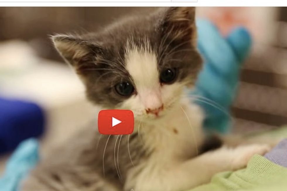 Rescue Kitten Meows Like a Squeaky Door