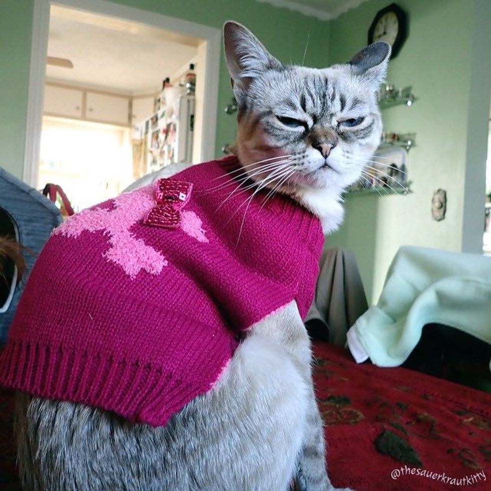 Meet Sauerkraut the Cat, the Grumpy Sourpuss Love Meow