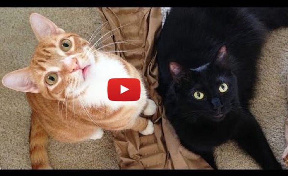 How Cats Say "I Love You" by Cole and Marmalade
