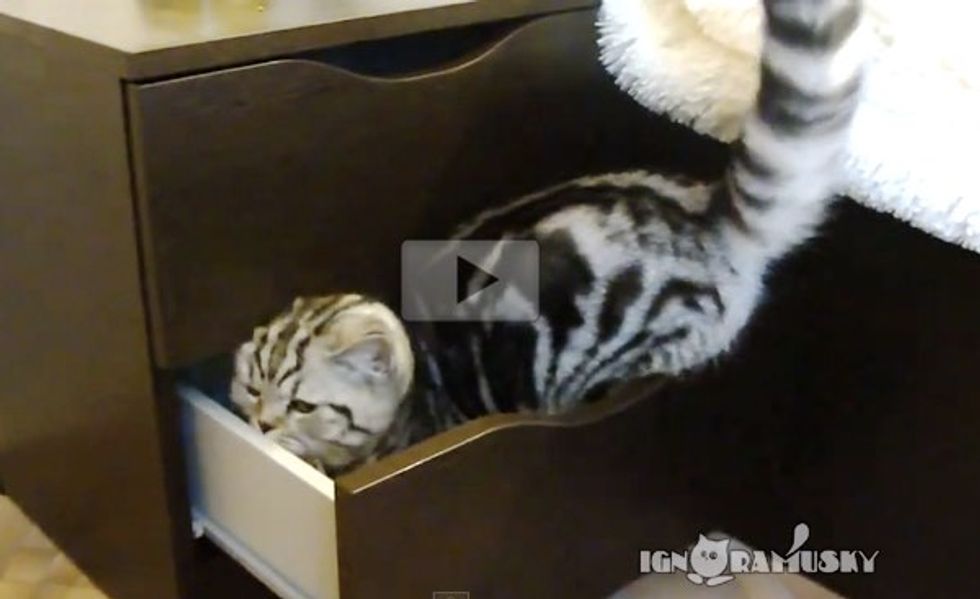 These 5 Cats are Determined to Get into Cupboards and Drawers