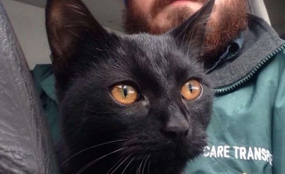 Stray Cat Jumps into Man's Car to Stay Warm. He just Couldn't Leave the Cat