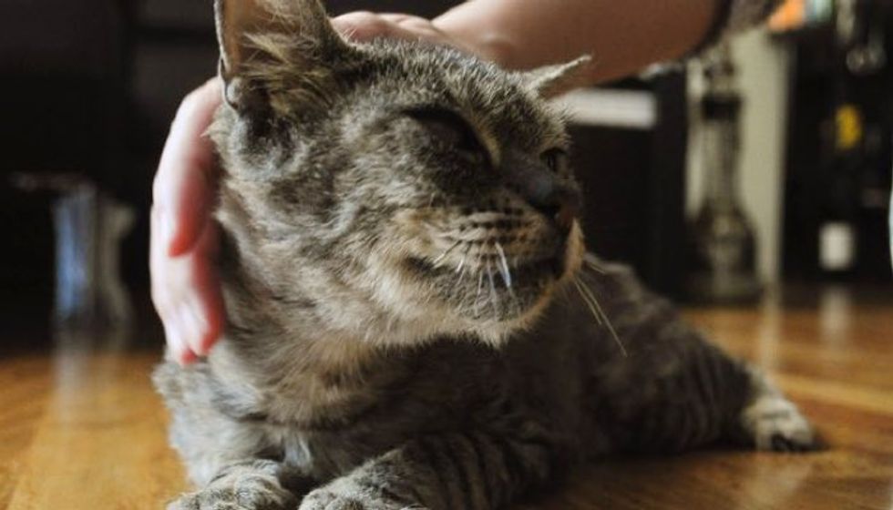 Mr. Cat - The Incredible Rescue Journey and Recovery of a Blind Cat