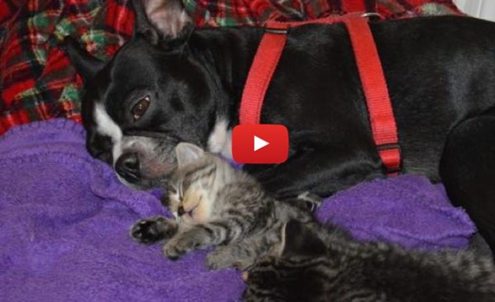 Orphan Kittens Nursing on Dog who Starts Producing Milk for the Babies, Warms Our Hearts!