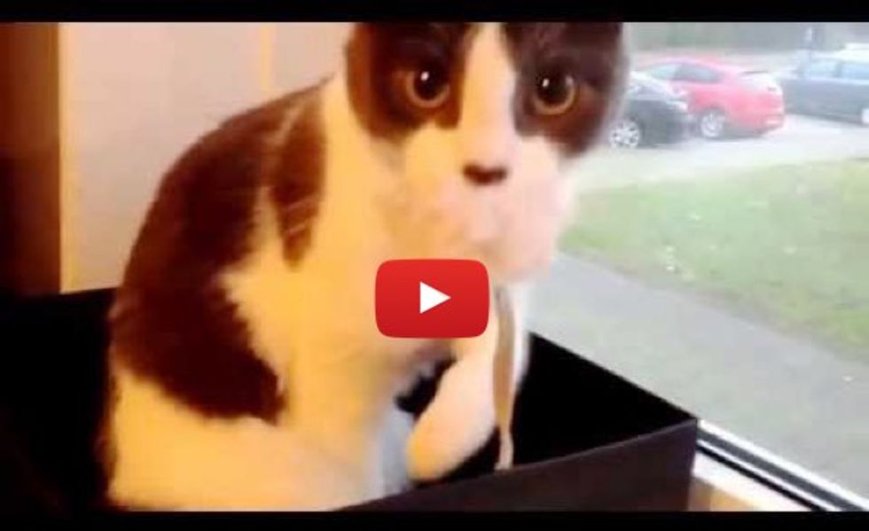 This Kitty Just Realizes She's Being Filmed. Her Reaction is Priceless!