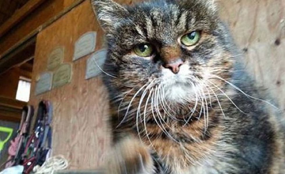 Swedish Woman Says Her Cat Missan Turns 30 This Year