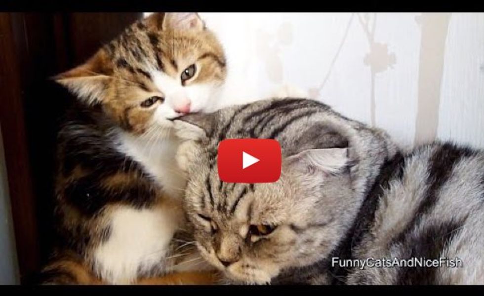 So Much Love! These Kitties Will Make You Smile!