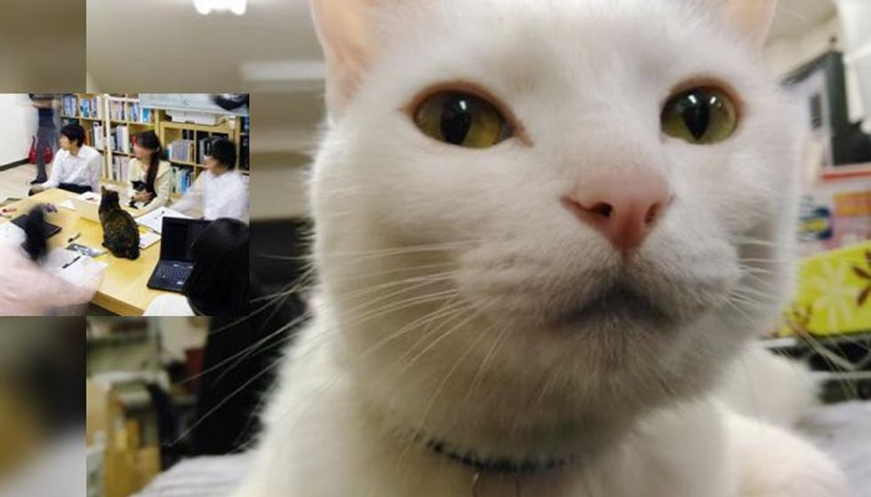 Company Adopts Rescue Cats to Help Employees Unwind and Improve Productivity
