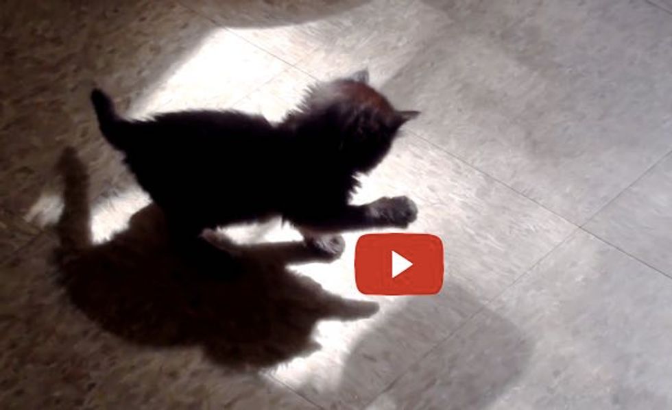 Kitten Discovers a Shadow Intruder and Tries to Catch It!