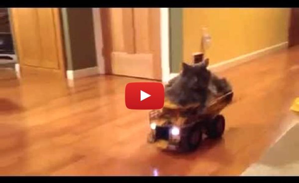 Cat Enjoys Riding His Truck to the Kitchen