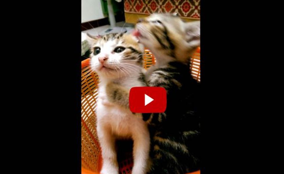 This Kitty Gets Really Serious About Giving A Bath. Watch!