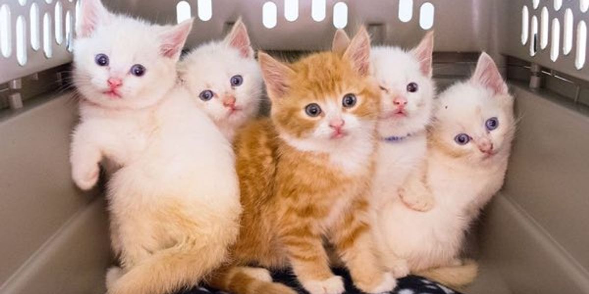 Meet the "Sesame Street" Kittens Rescued From Garbage Can. They Will