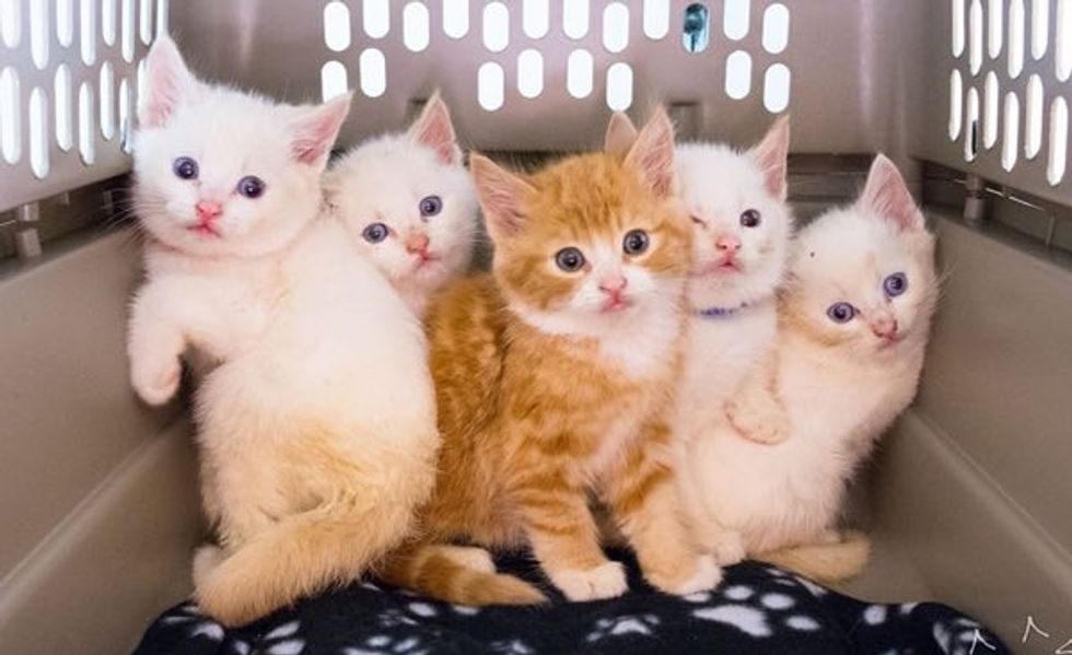 Meet the "Sesame Street" Kittens Rescued From Garbage Can. They Will Melt Your Heart!