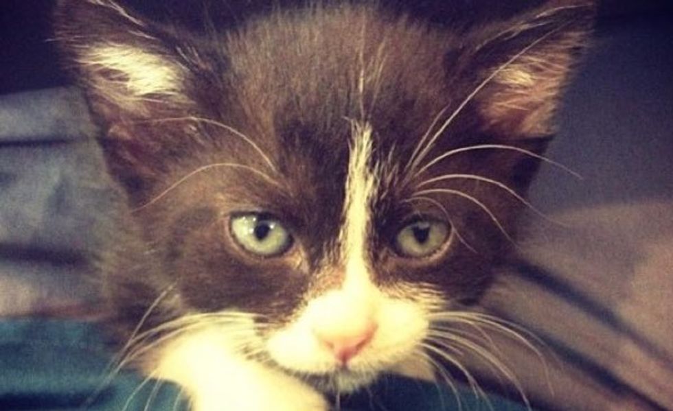 Mavis, an Orphaned Kitten, Found a Surrogate Mom and a Second Chance at Life