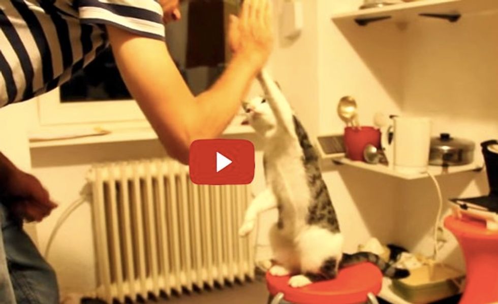 These Cats and Their Humans High Five Like Bros