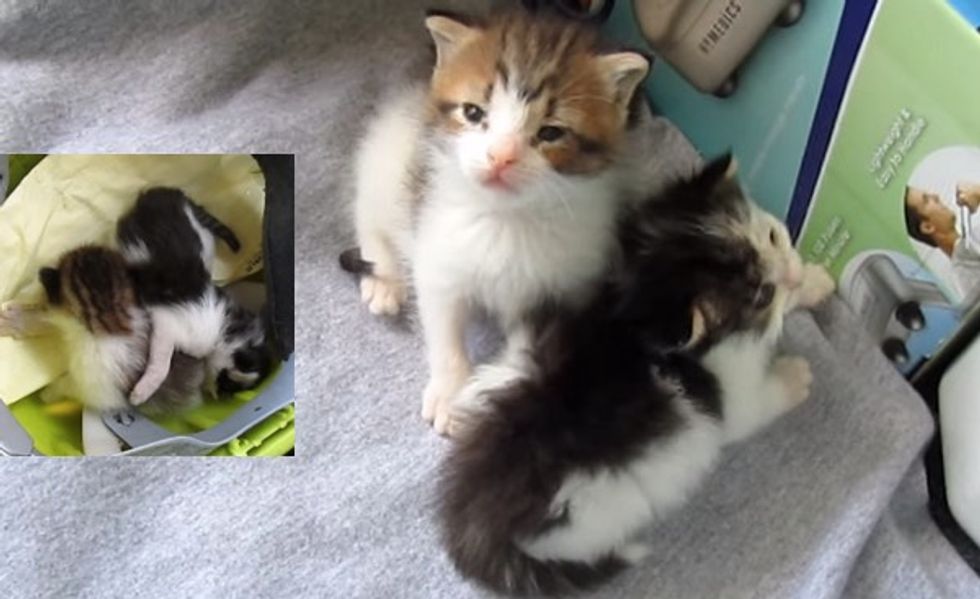 Two Kittens Rescued and Raised By a Garbage Man, Their Journey in Videos
