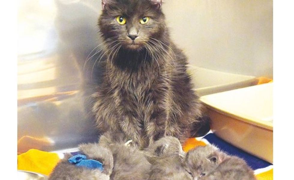 Cat Mama is Reunited with Her Kittens After a House Fire