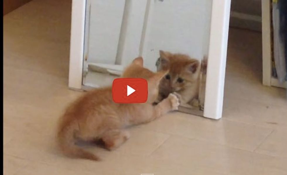 Tiny Kitten Discovers a Look-alike Kitty and Tries to Catch It