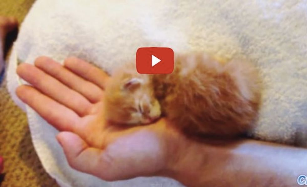 Tiny Kittens Sleeping in Their Humans' Hands. So Much Cute!
