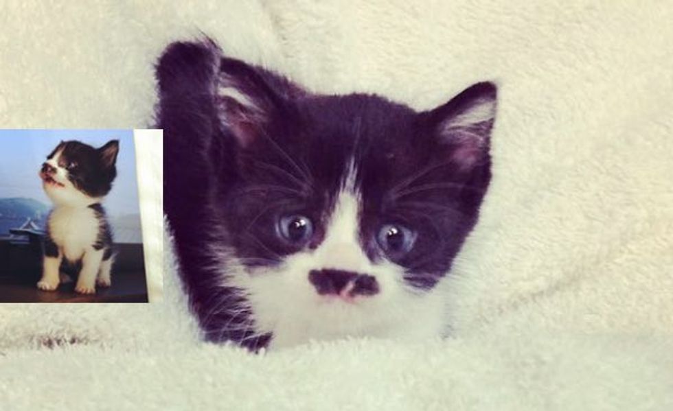 Little Mustachio Kitty Growing Up