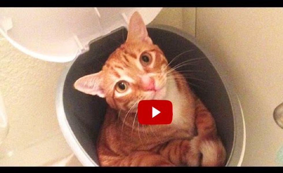 Cat Logic! Cole and Marmalade Tell Us How Cats See the World Around Them!