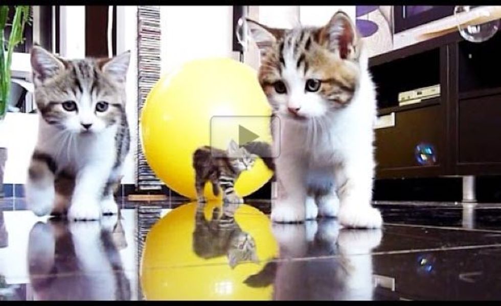 These Curious Kittens Investigating Bubbles