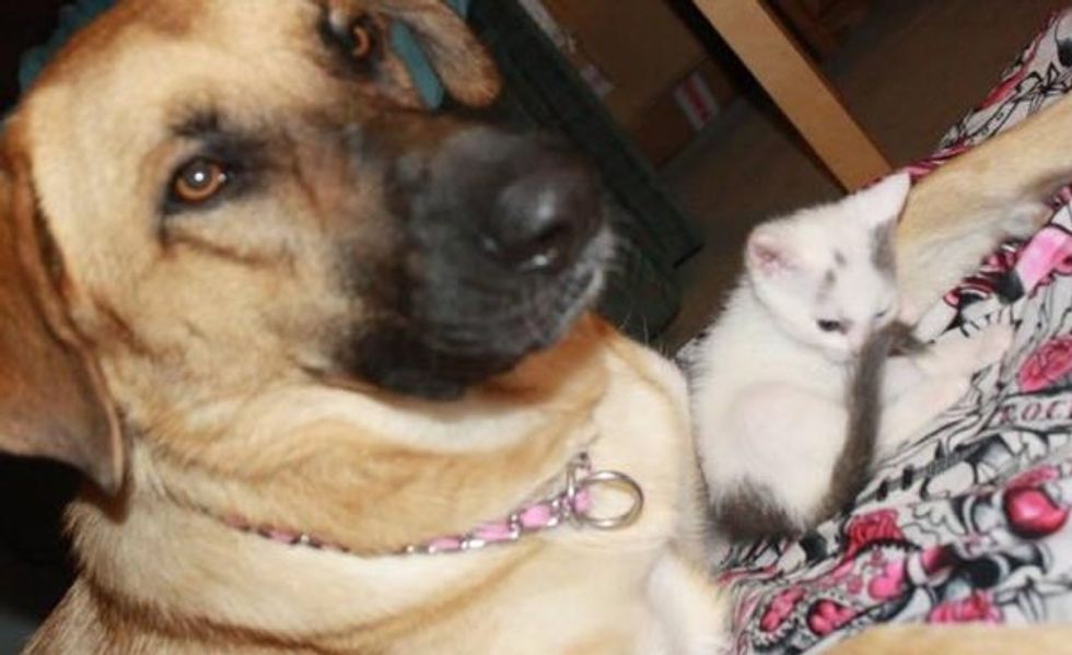 Rescue Kitten Found a New Protective Dad. These Photos Will Melt Hearts!