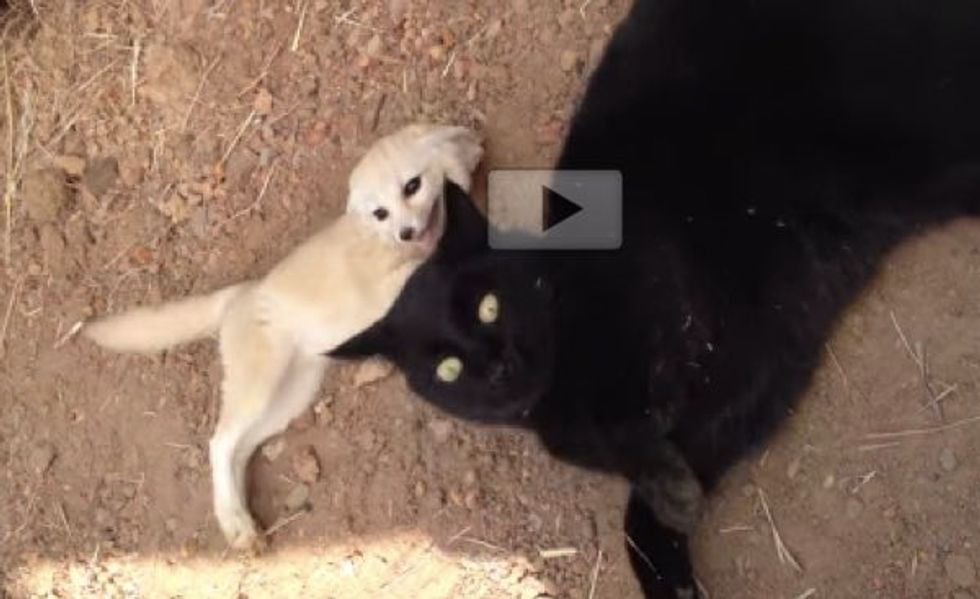 Fennec Fox Reunited with His Best Friend William the Cat