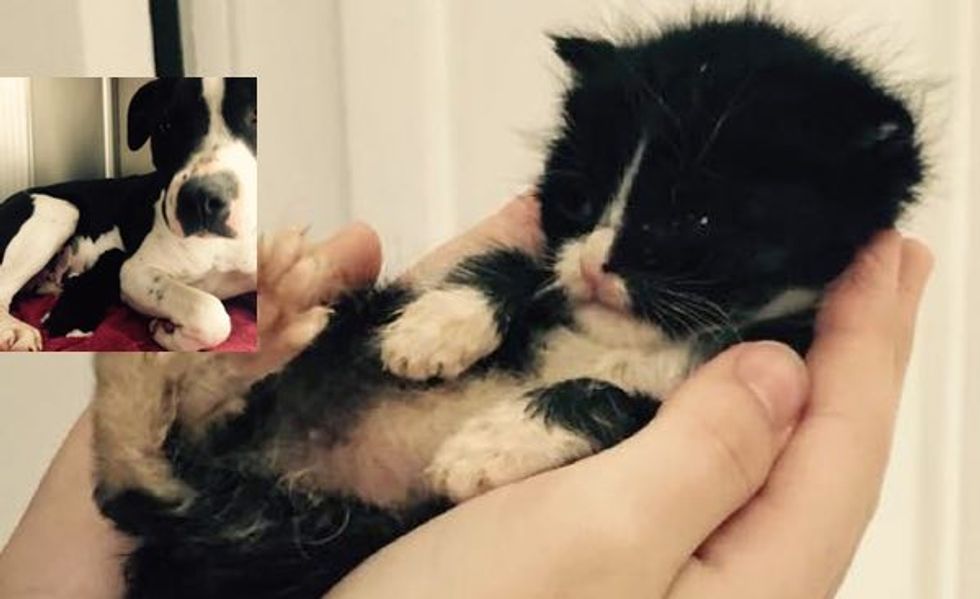 Stray Dog Adopts Tiny Kitten After Losing Her Own Puppies