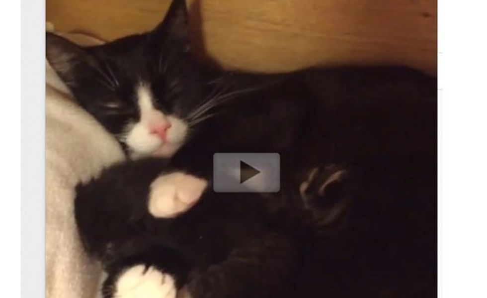 This is How Cat Mama Feels When She and Her Kittens Find a Foster Home