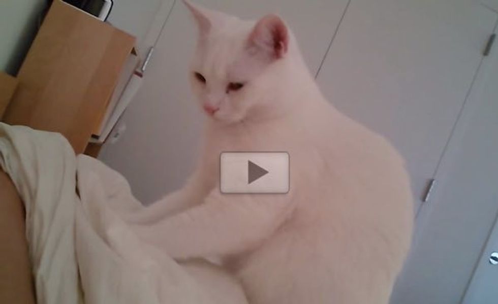 This is Perhaps the Sweetest Kitty Wake-up Call