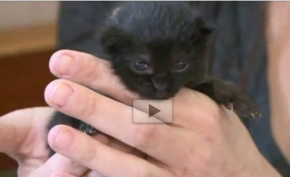 Two Orphan Kittens Taken in by Chihuahua Caring for Them Like Her Own
