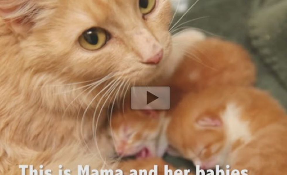 Ginger Cat Mama Gave Birth at Mall Loading Dock Rescued with Her Babies